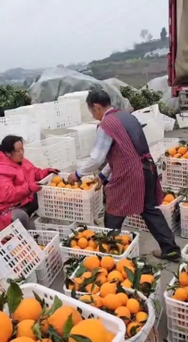 青见，纯甜可口，欢迎实地考察，物美价廉，产地自发