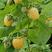 黄树莓苗，双季黄树莓苗，红树莓苗，现在开始栽苗，当年挂果