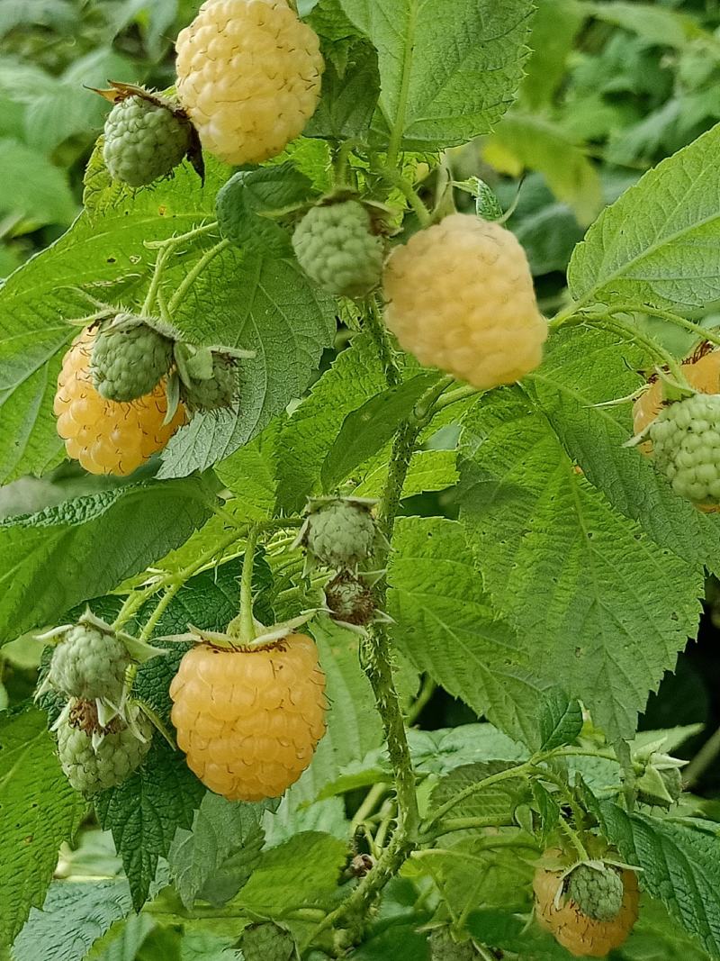 黄树莓苗，双季黄树莓苗，红树莓苗，现在开始栽苗，当年挂果