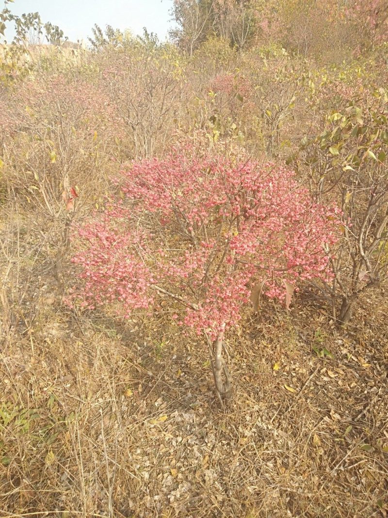 茶条槭(三角枫)小苗，茶条槭堆，茶条槭球，茶条槭树。