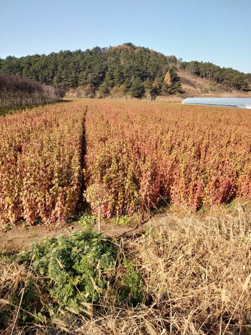 茶条槭(三角枫)小苗，茶条槭堆，茶条槭球，茶条槭树。