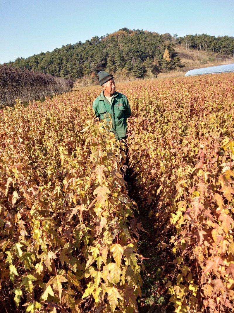 茶条槭(三角枫)小苗，茶条槭堆，茶条槭球，茶条槭树。