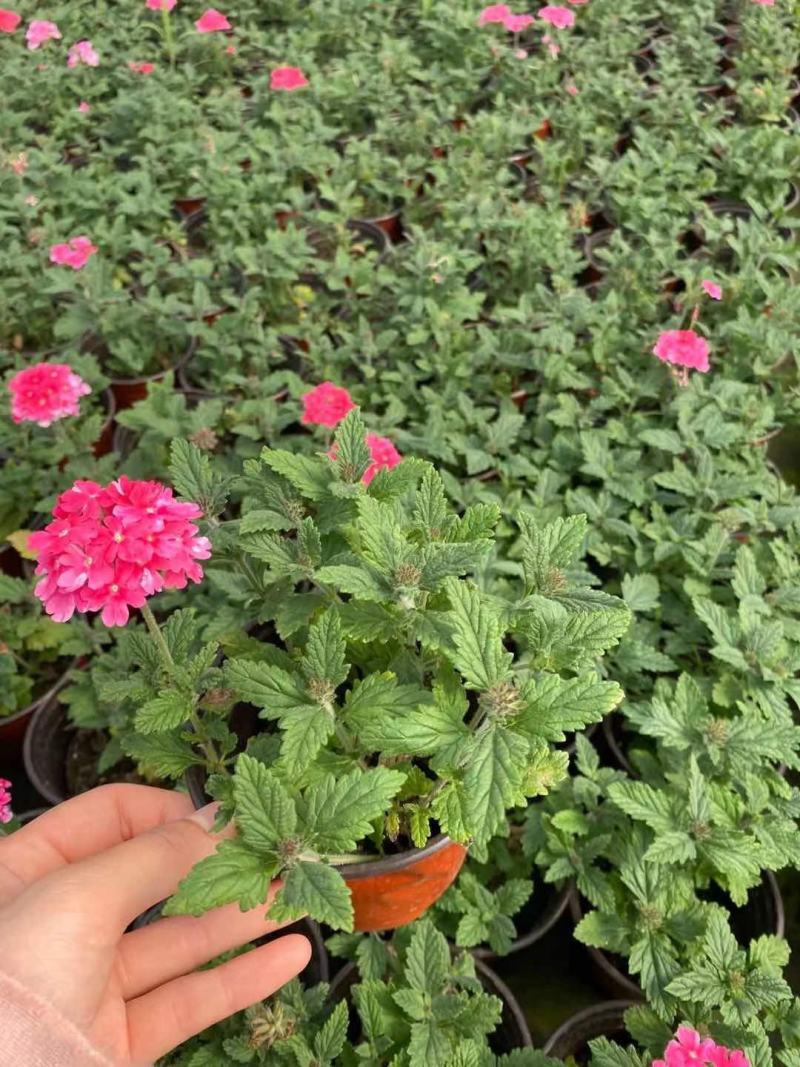 美女樱/多年生宿根花卉/基地直销/保质保量/