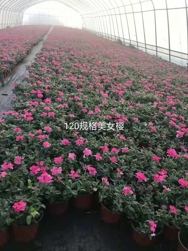 美女樱/多年生宿根花卉/基地直销/保质保量/