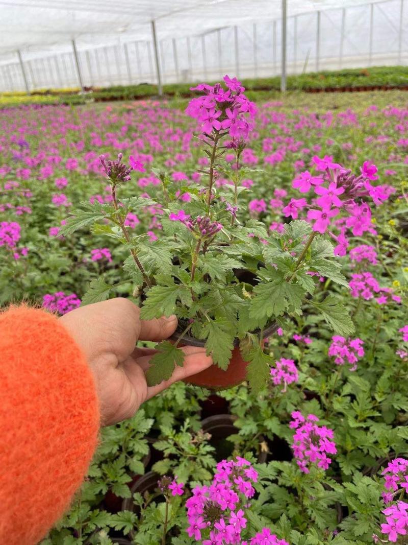 美女樱/多年生宿根花卉/基地直销/保质保量/
