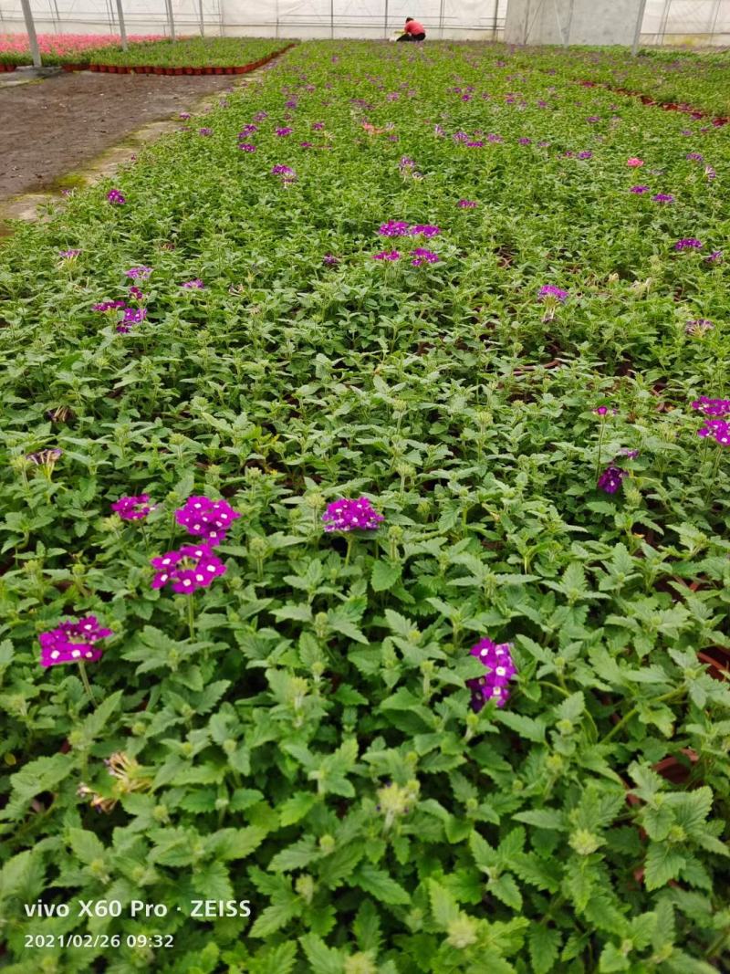 美女樱/多年生宿根花卉/基地直销/保质保量/
