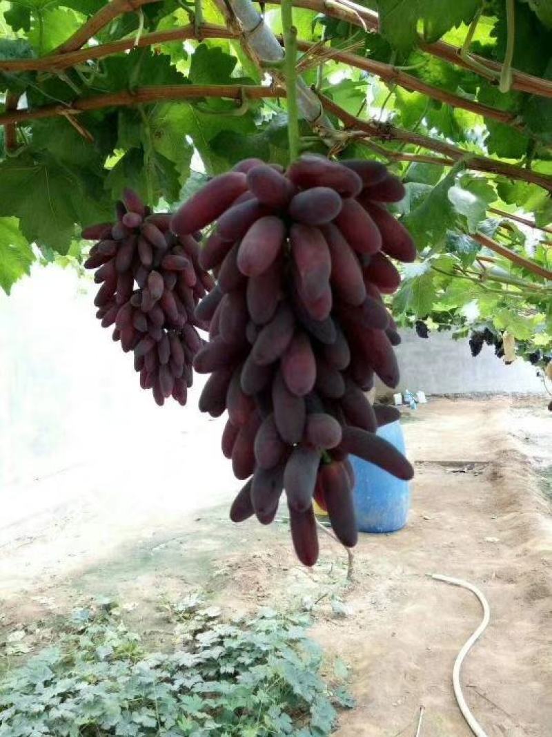 美人指葡萄苗晚熟品种南方北方种植基地直发无中介
