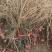 美人指葡萄苗晚熟品种南方北方种植基地直发无中介