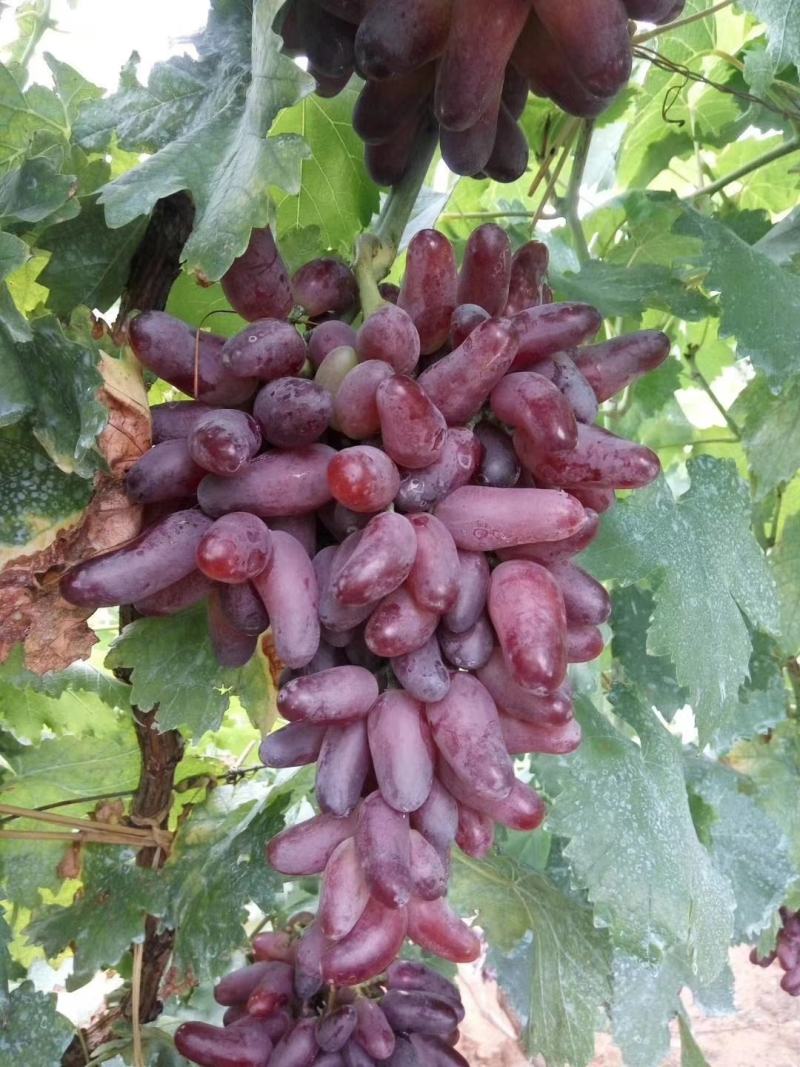 美人指葡萄苗晚熟品种南方北方种植基地直发无中介