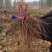 美人指葡萄苗晚熟品种南方北方种植基地直发无中介