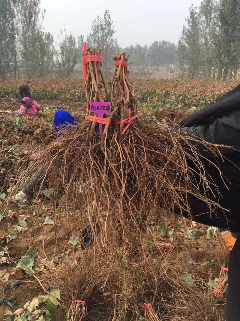 美人指葡萄苗晚熟品种南方北方种植基地直发无中介