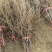 美人指葡萄苗晚熟品种南方北方种植基地直发无中介