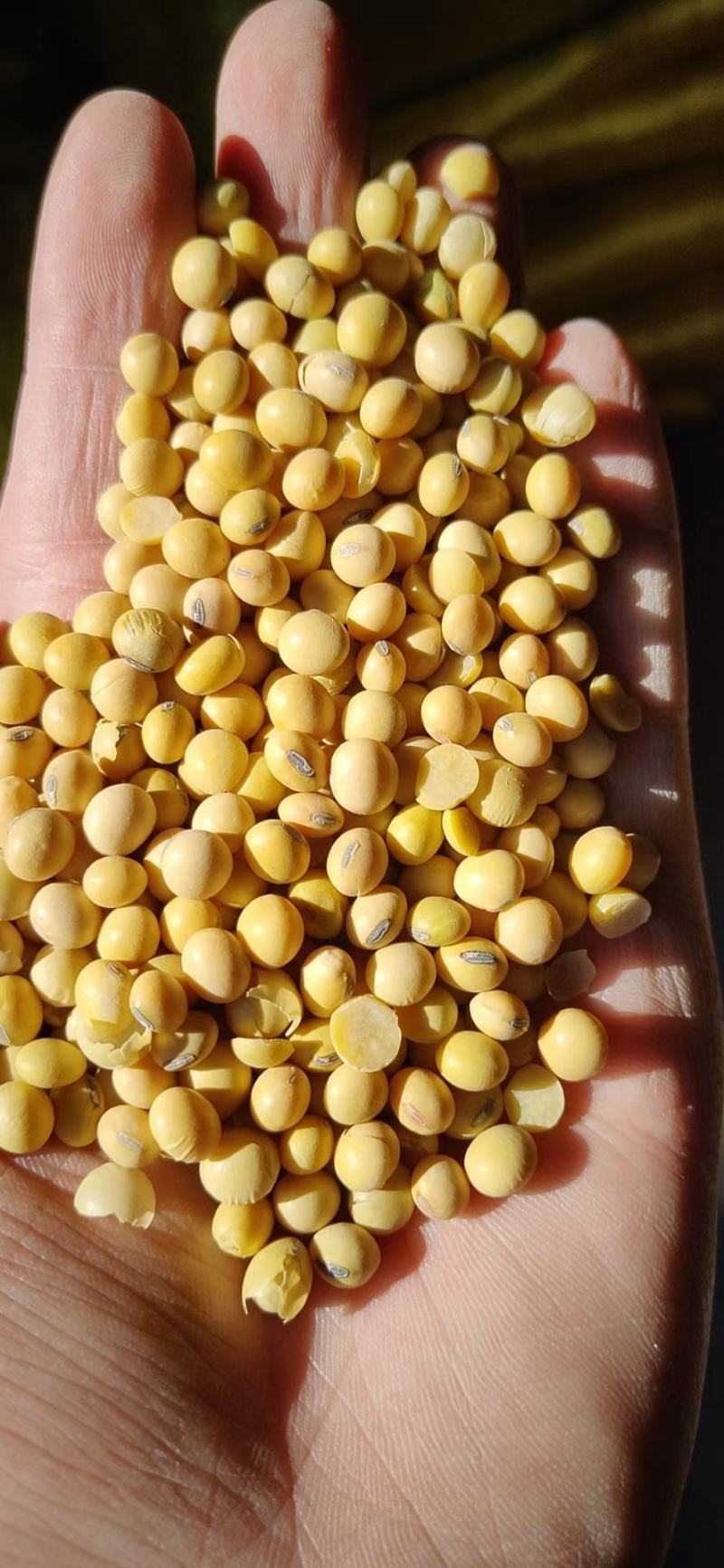 肥料豆乌克兰美湾乌拉圭加豆均有