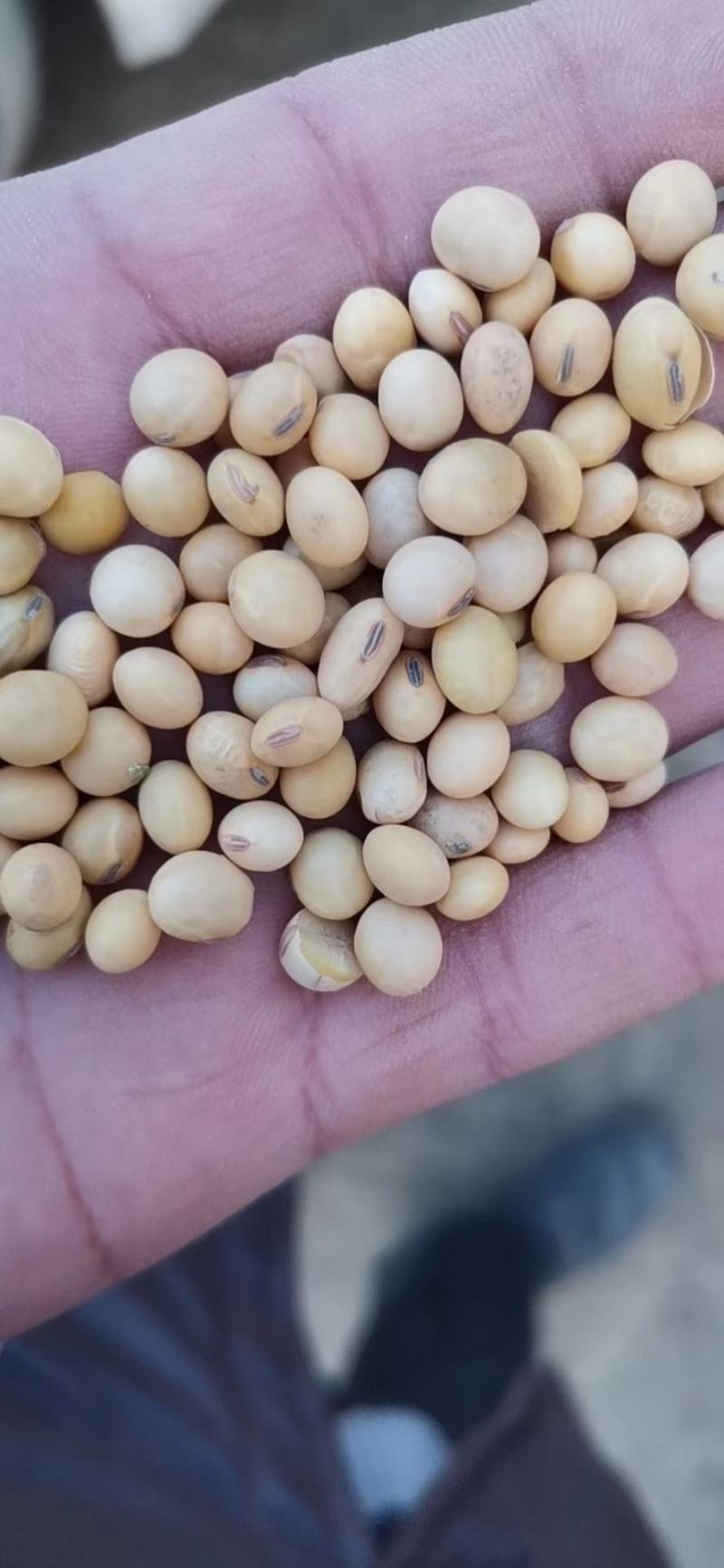 肥料豆乌克兰美湾乌拉圭加豆均有