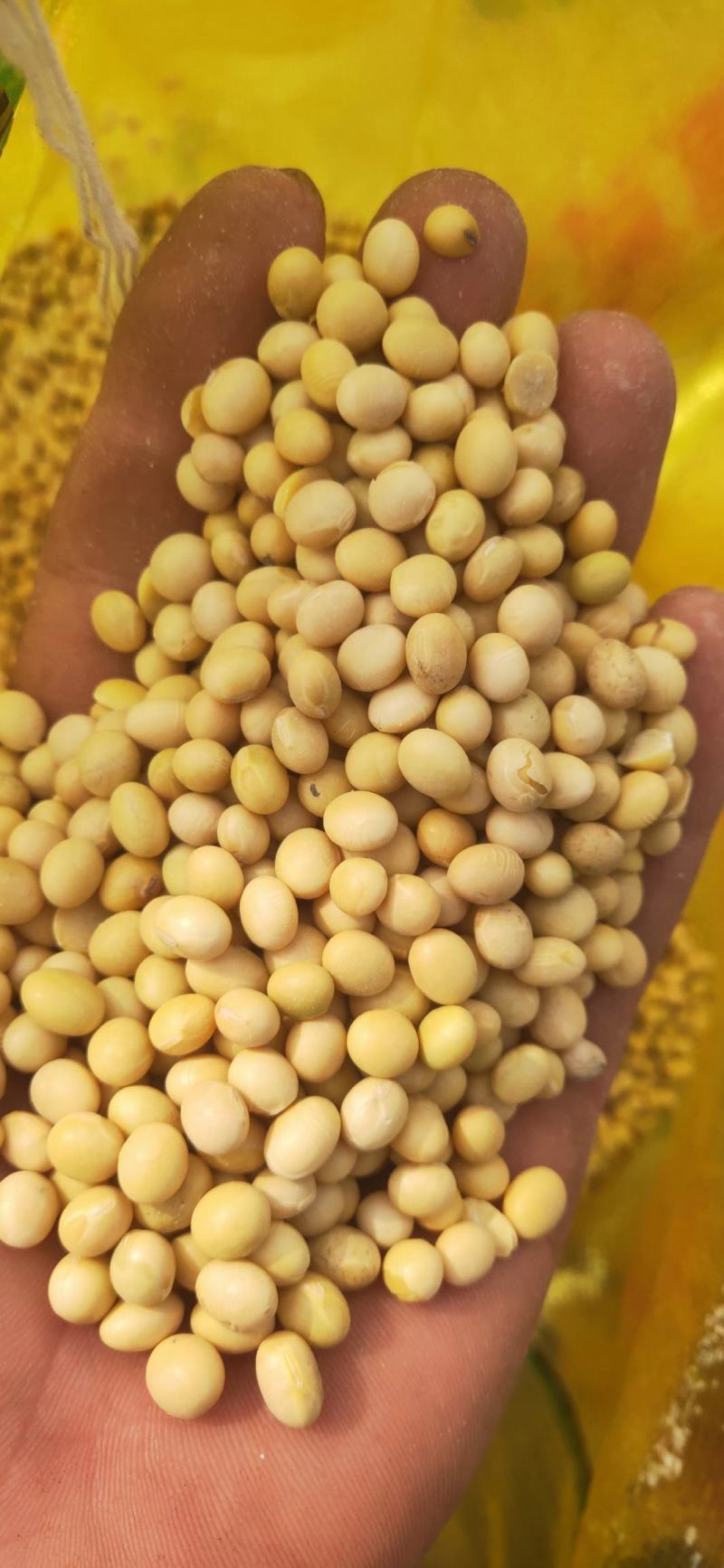 肥料豆乌克兰美湾乌拉圭加豆均有