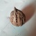 七彩韵乡大山文玩核桃