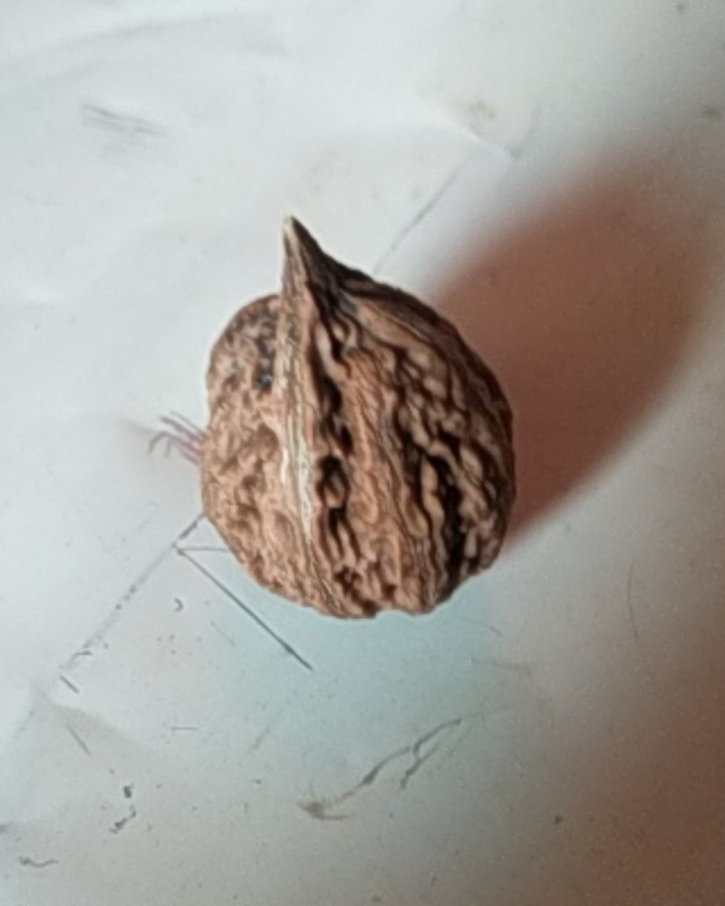 七彩韵乡大山文玩核桃