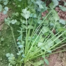 镇雄县香菜种植基地，欢迎采购