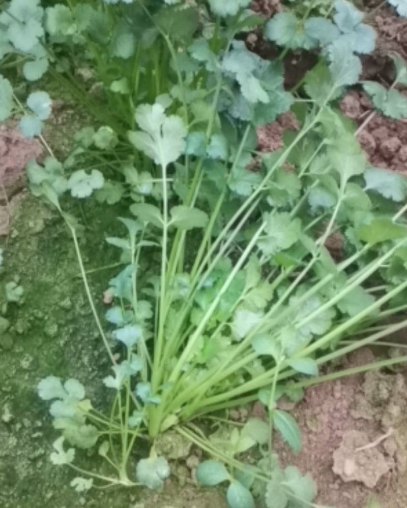 镇雄县香菜种植基地，欢迎采购
