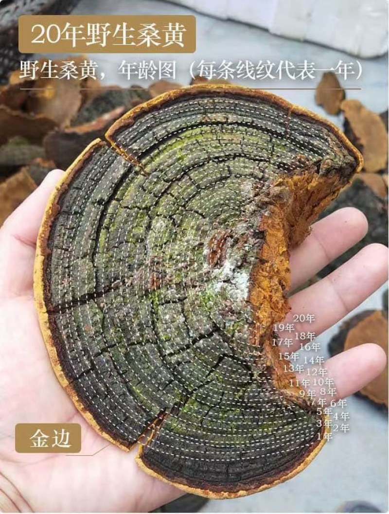 桑黄包邮野生桑黄品质货，各种树上的各种品质的桑黄