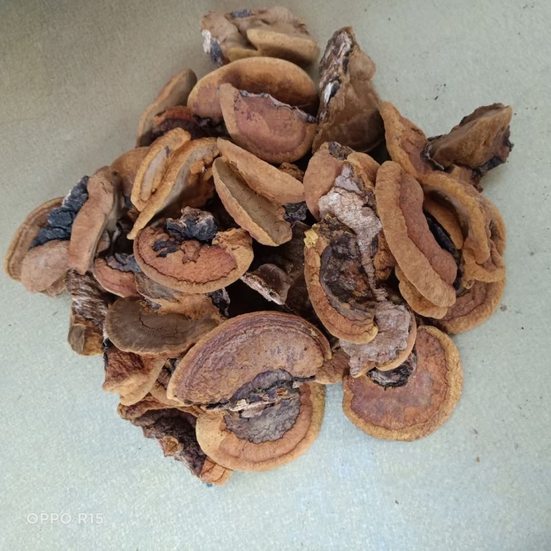 桑黄包邮野生桑黄品质货，各种树上的各种品质的桑黄