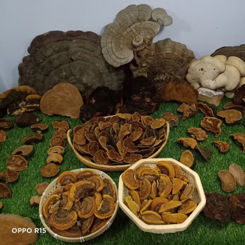 桑黄包邮野生桑黄品质货，各种树上的各种品质的桑黄