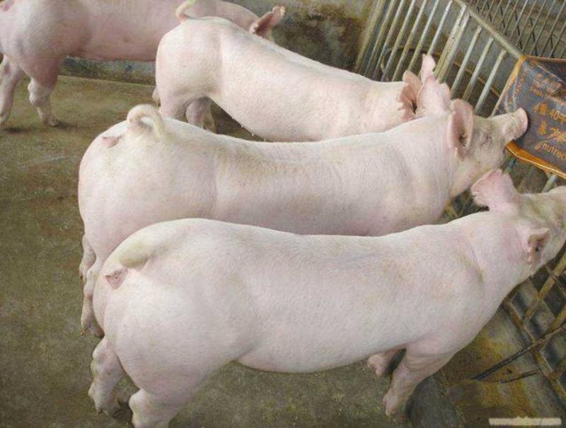 二元母猪原种母猪保证质量安全到家产仔多