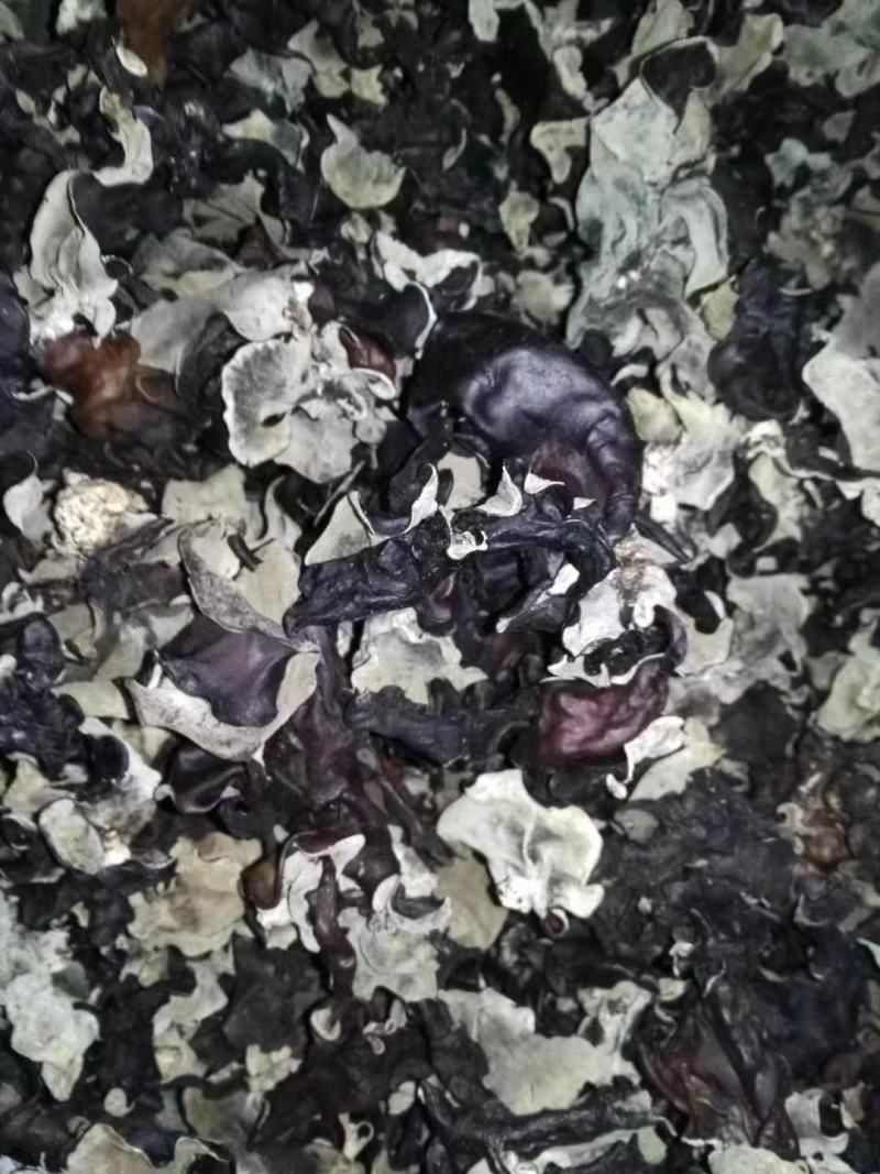 木耳地摊跑量水洗毛木耳干货毛木耳基地直供无添加