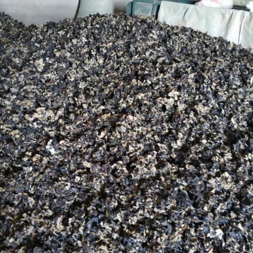 木耳地摊跑量水洗毛木耳干货毛木耳基地直供无添加