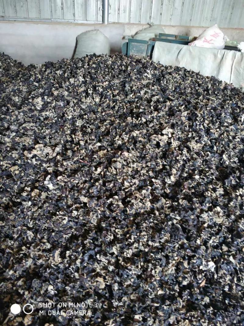 木耳地摊跑量水洗毛木耳干货毛木耳基地直供无添加