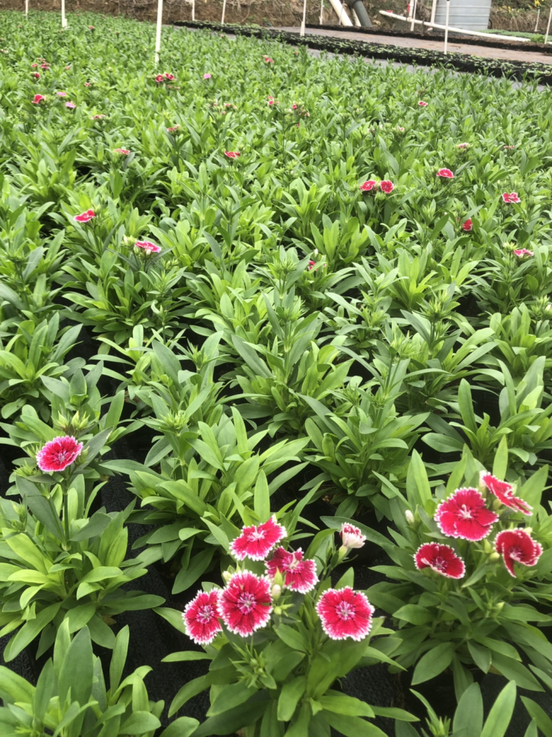基地大量泥碳土时花现货