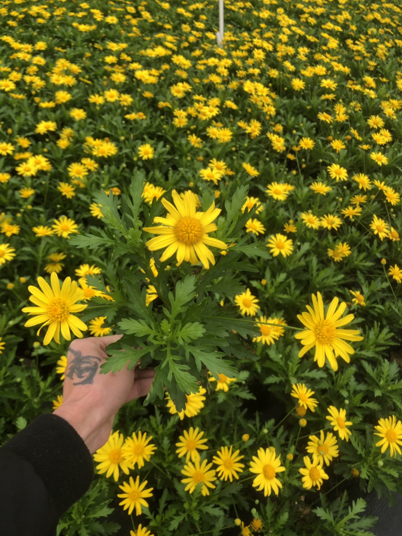 基地大量泥碳土时花现货