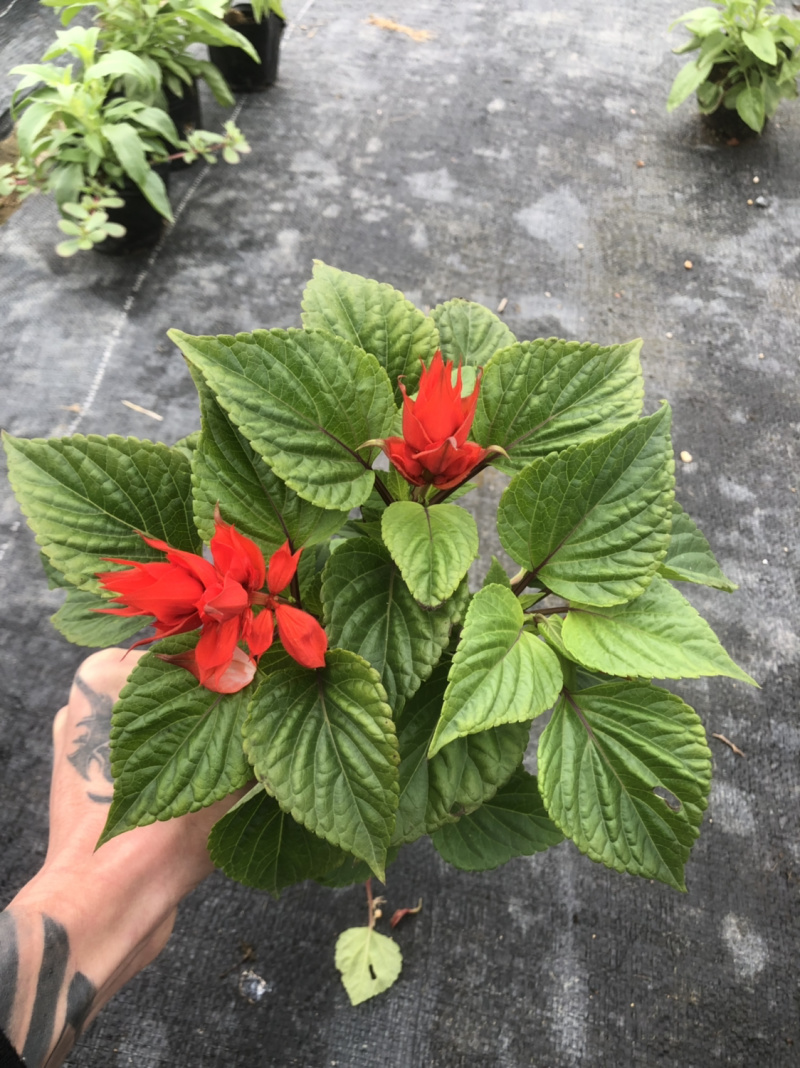 基地大量泥碳土时花现货