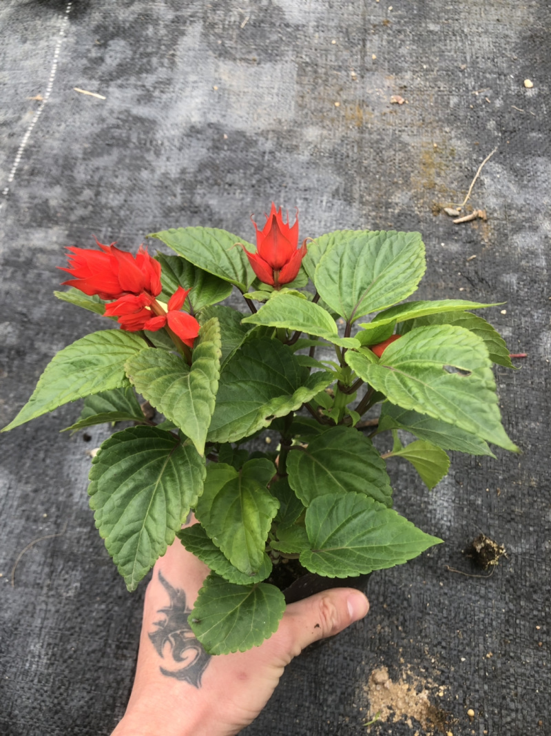 基地大量泥碳土时花现货