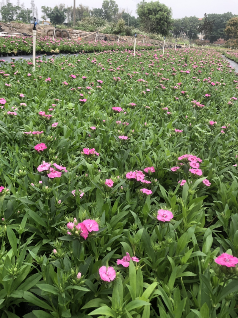 基地大量泥碳土时花现货