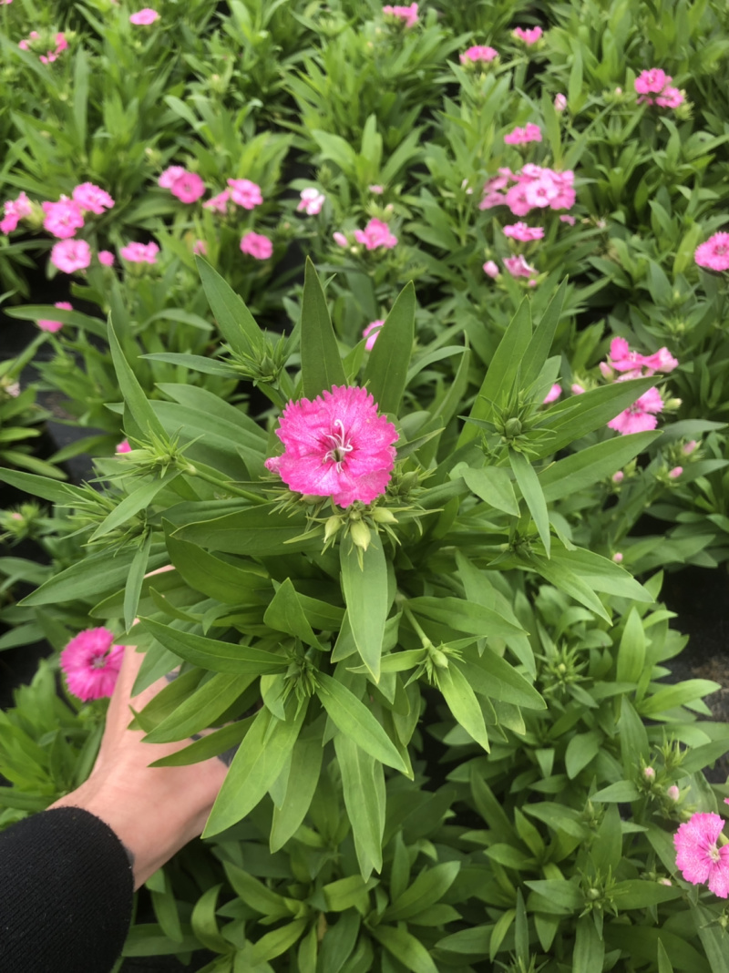 基地大量泥碳土时花现货