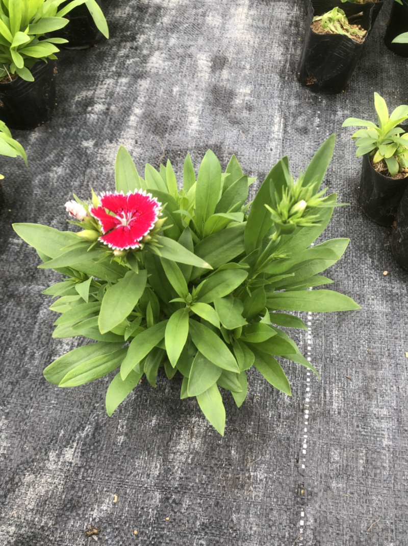 基地大量泥碳土时花现货