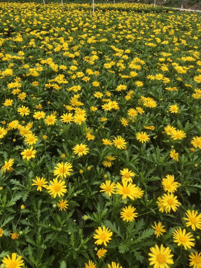 基地大量泥碳土时花现货