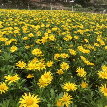 基地大量泥碳土时花现货