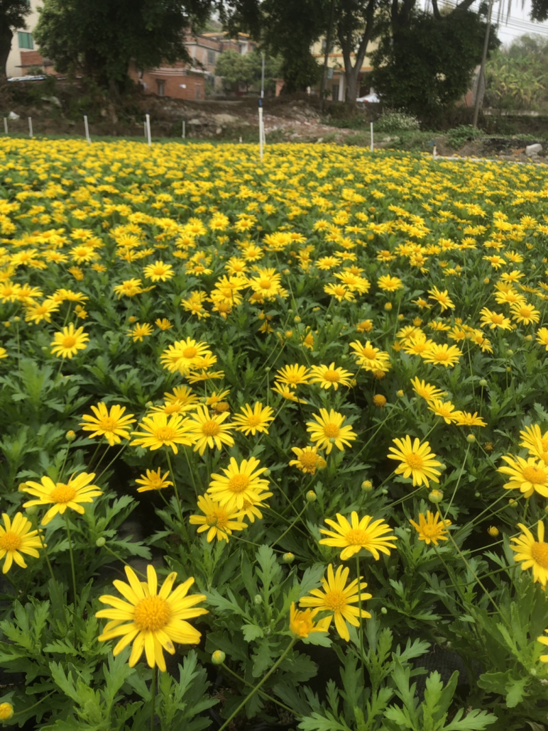 基地大量泥碳土时花现货