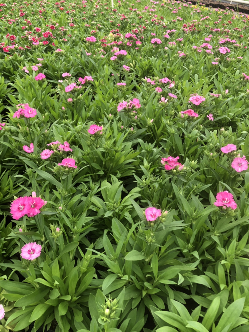 基地大量泥碳土时花现货