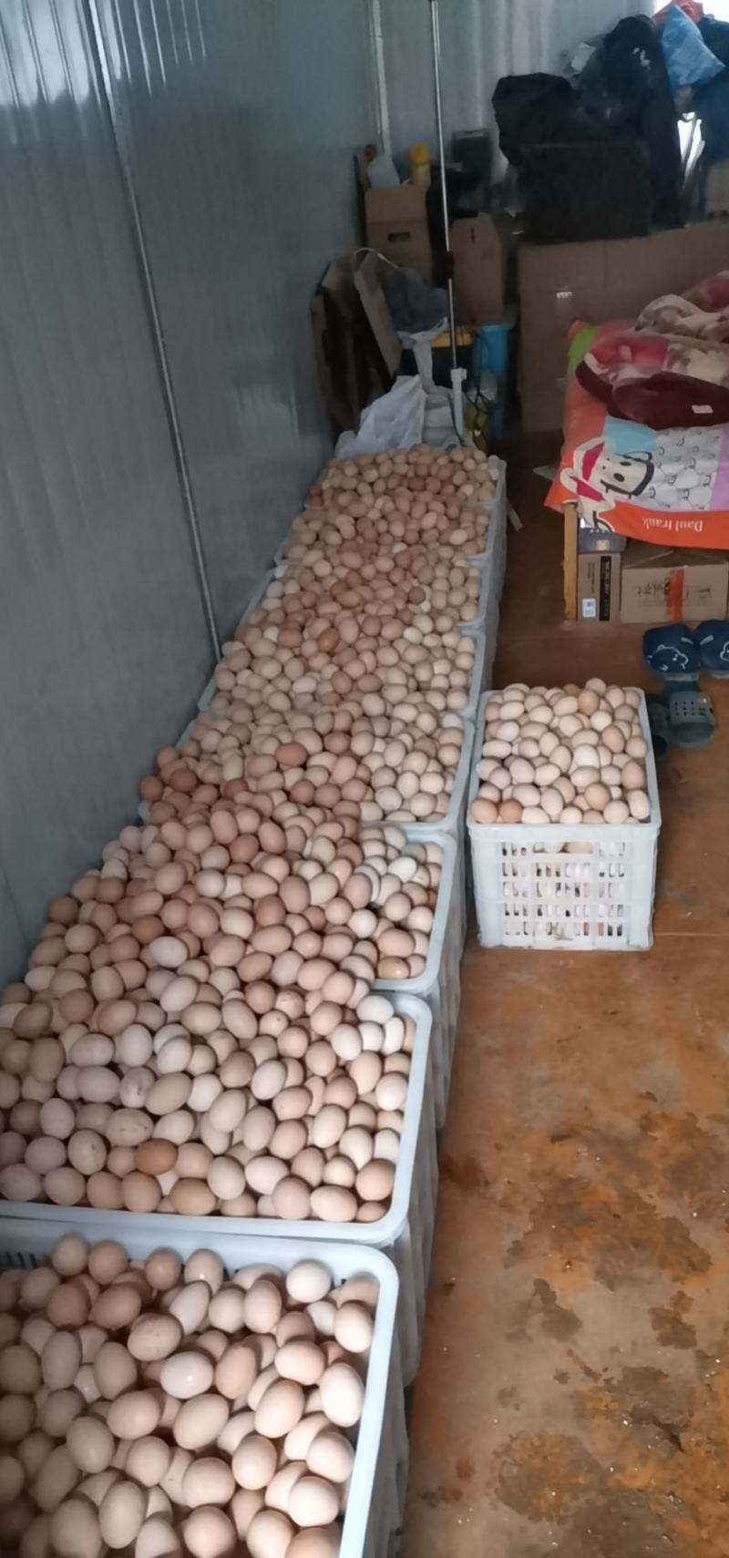 虫草蛋草鸡蛋土鸡蛋合作有需要的合作方联系长期供应