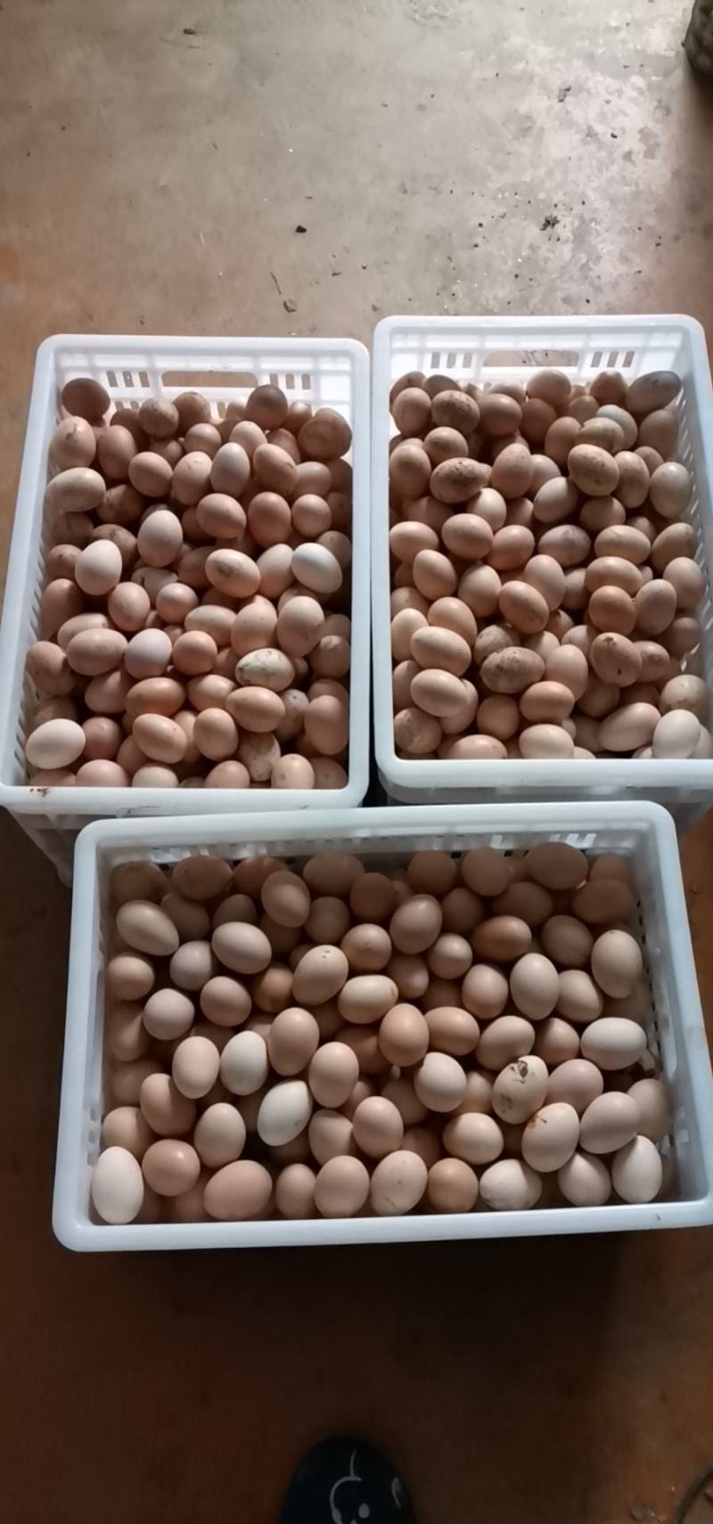 虫草蛋草鸡蛋土鸡蛋合作有需要的合作方联系长期供应