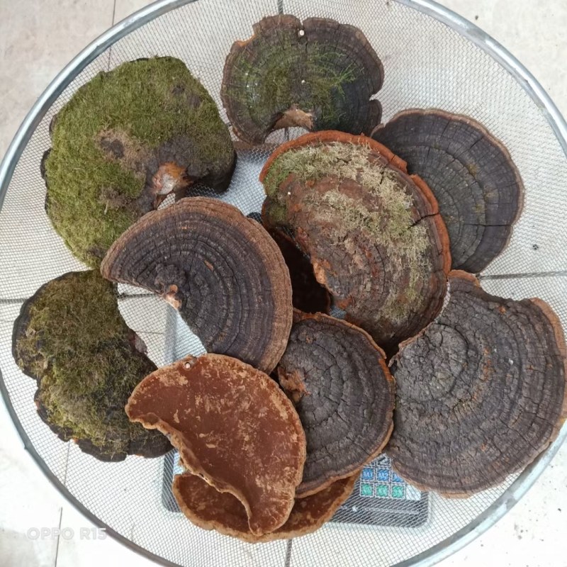 桑黄包邮野生桑黄品质货，各种树上的各种品质的桑黄