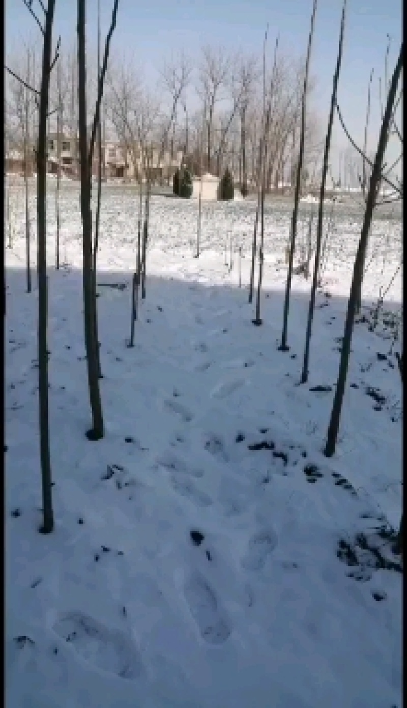 美国山核桃实生苗嫁接苗