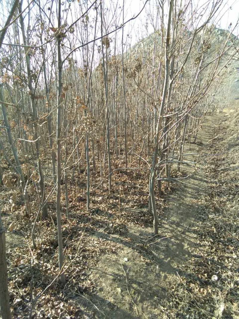 美国山核桃实生苗嫁接苗