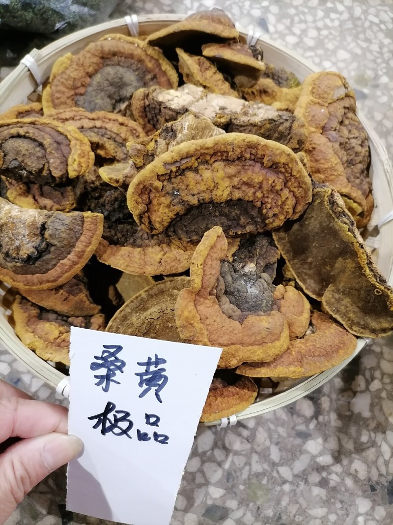 桑黄包邮野生桑黄品质货，各种树上的各种品质的桑黄