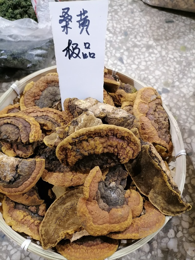 桑黄包邮野生桑黄品质货，各种树上的各种品质的桑黄
