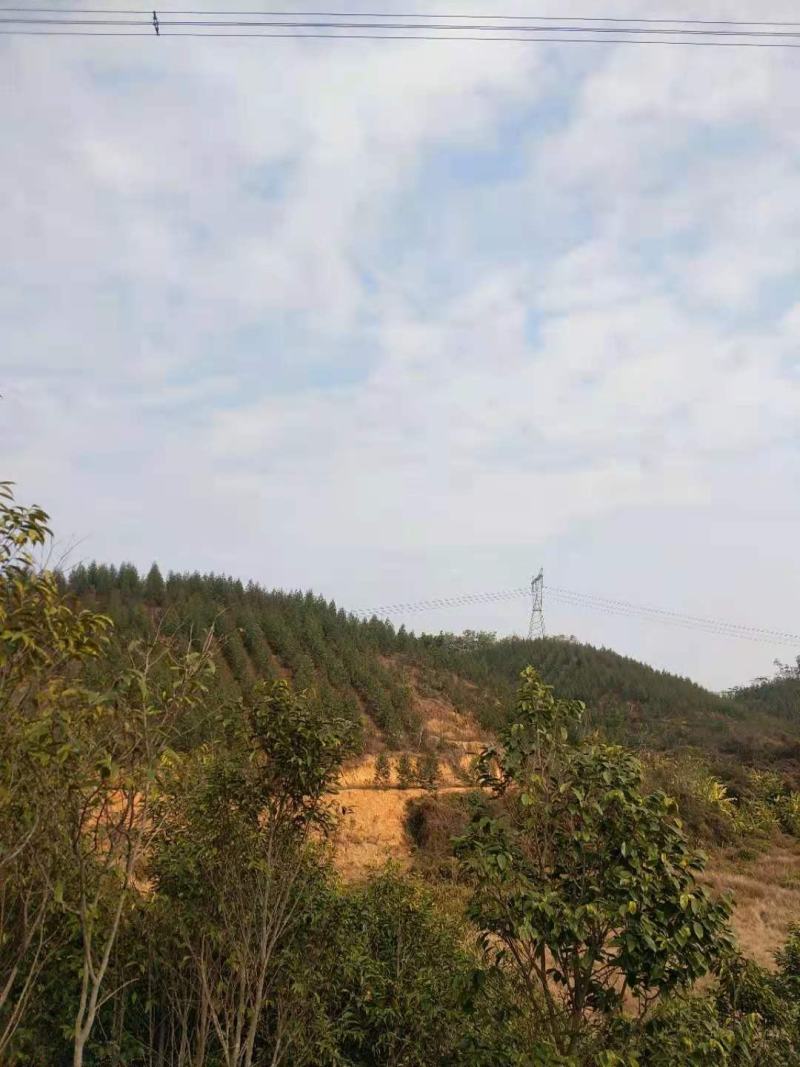 山地转让，950亩，一代广九桉树，进场可经营，27年