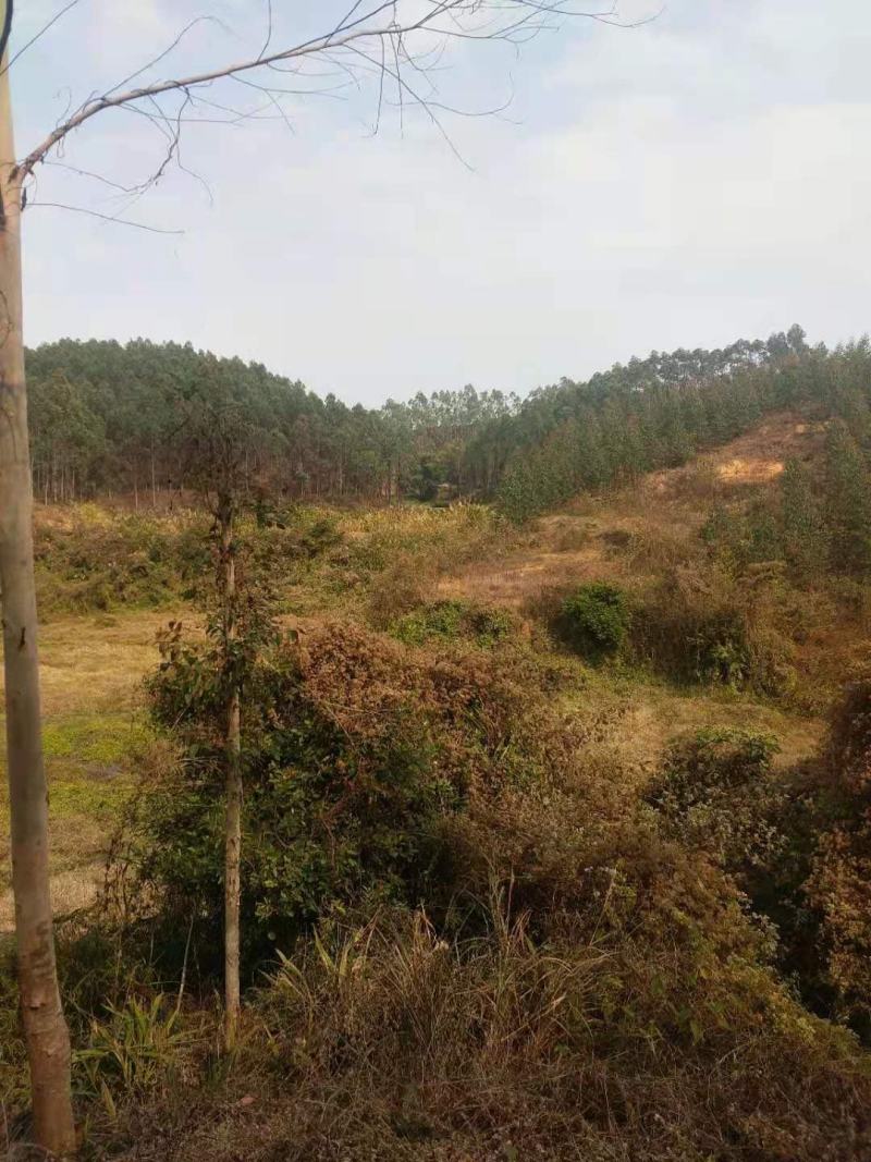 山地转让，950亩，一代广九桉树，进场可经营，27年